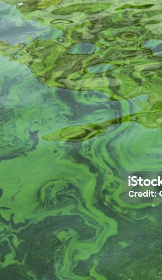 Water pollution by blooming blue-green algae - Cyanobacteria is world environmental problem. Water bodies, rivers and lakes with harmful algal blooms. Ecology concept of polluted nature.
