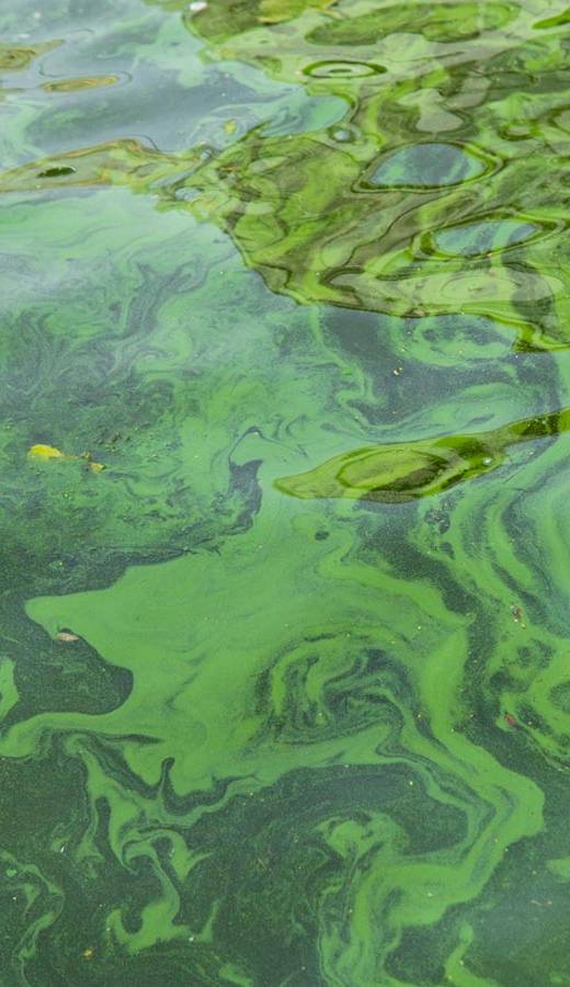 inquinamento olio esausto ProntOil