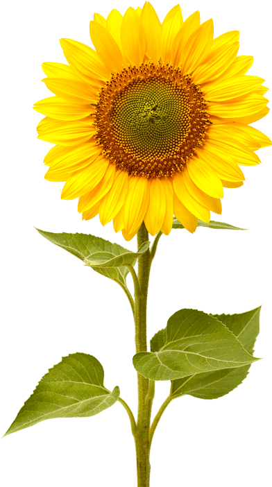 girasole ProntOil