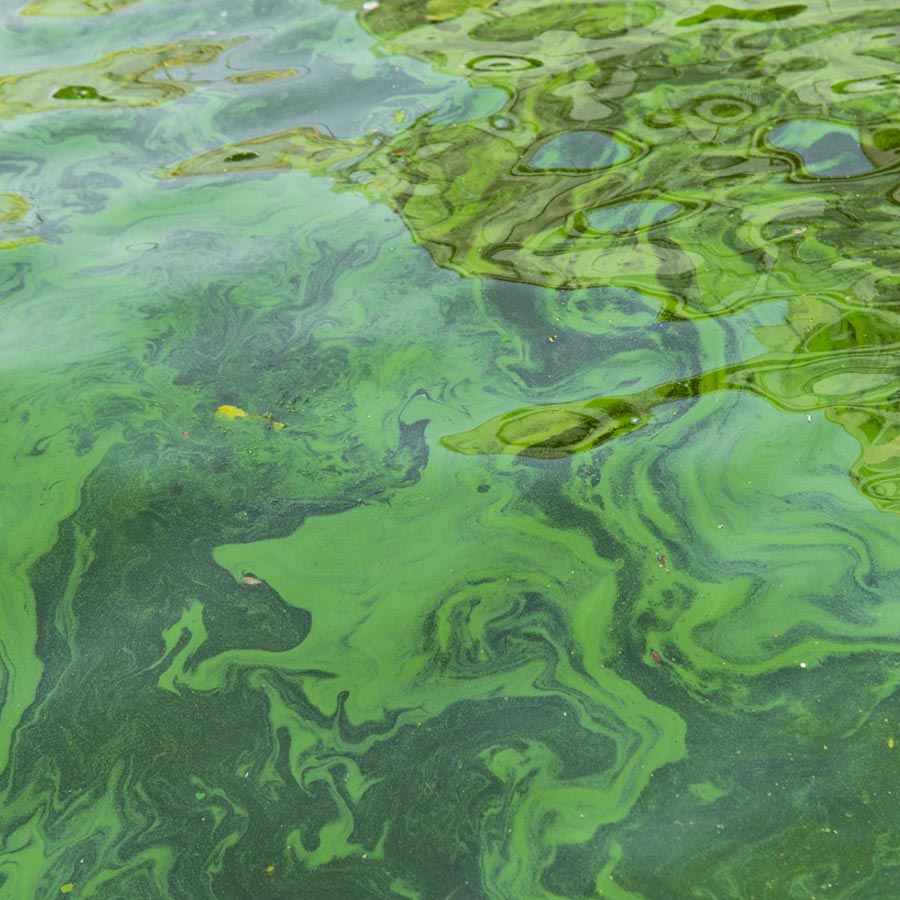 inquinamento olio esausto ProntOil